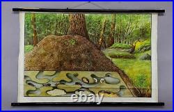 Retro wall map rolling image ant vintage poster teaching board biology forest